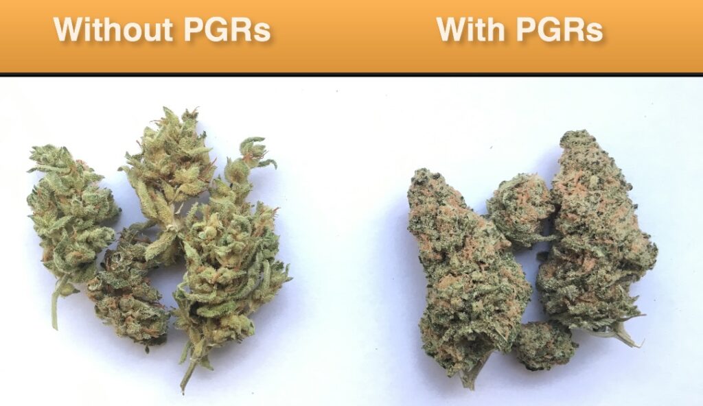 pgrs weed