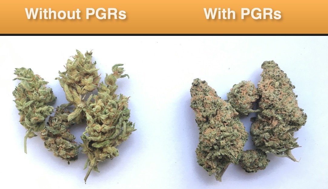 PGRs Weed