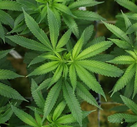 Sollte Cannabis in Deutschland legalisiert werden