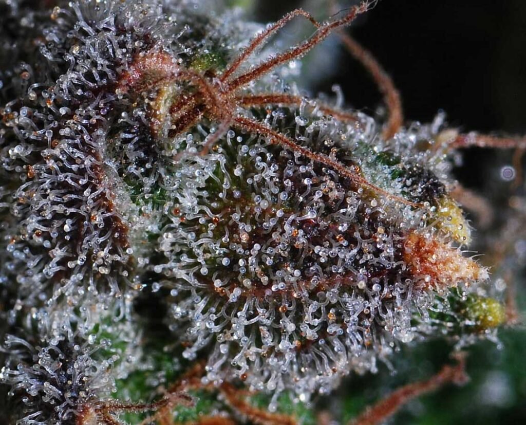 trichome weed